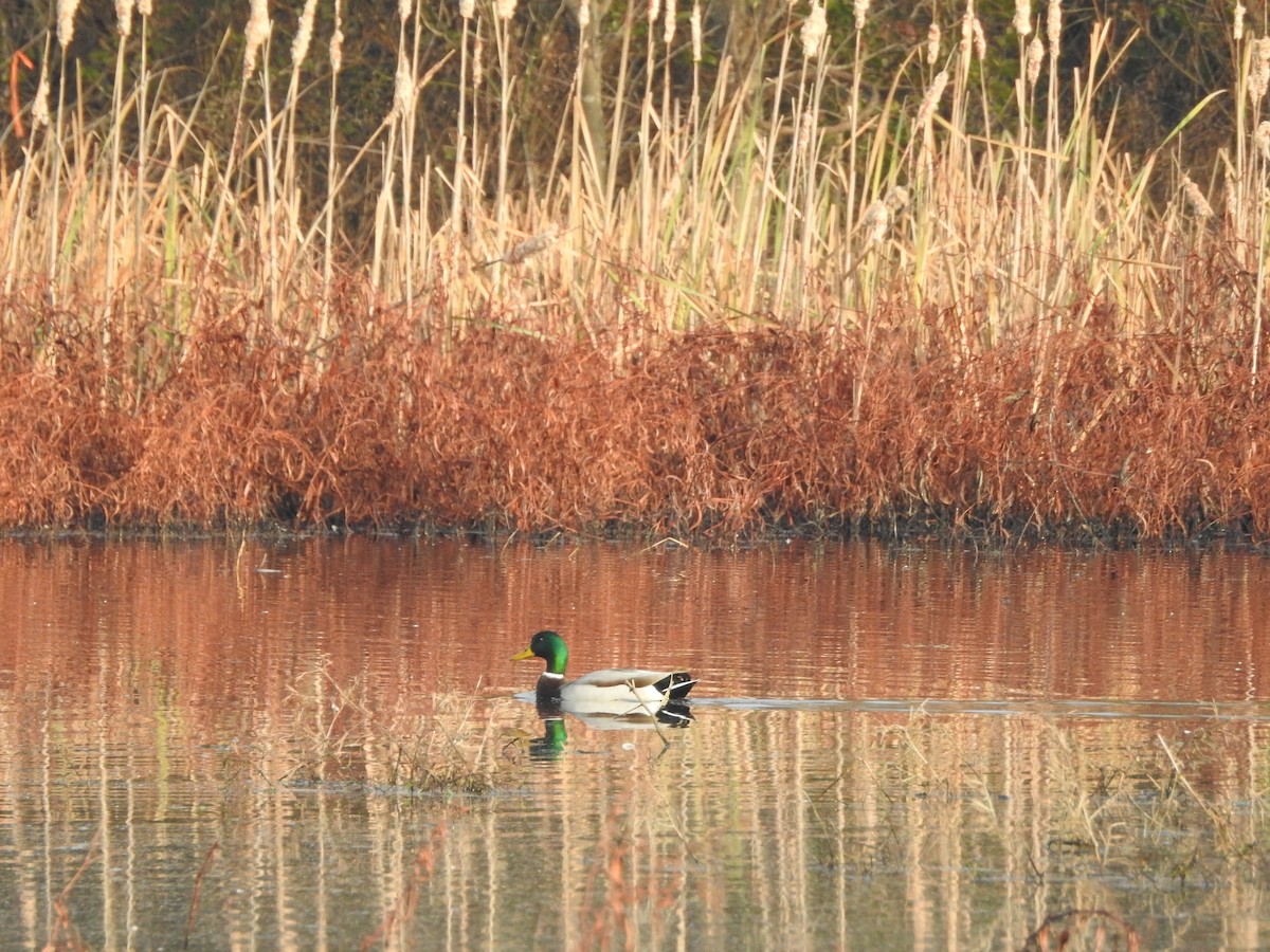 Mallard - ML646852029