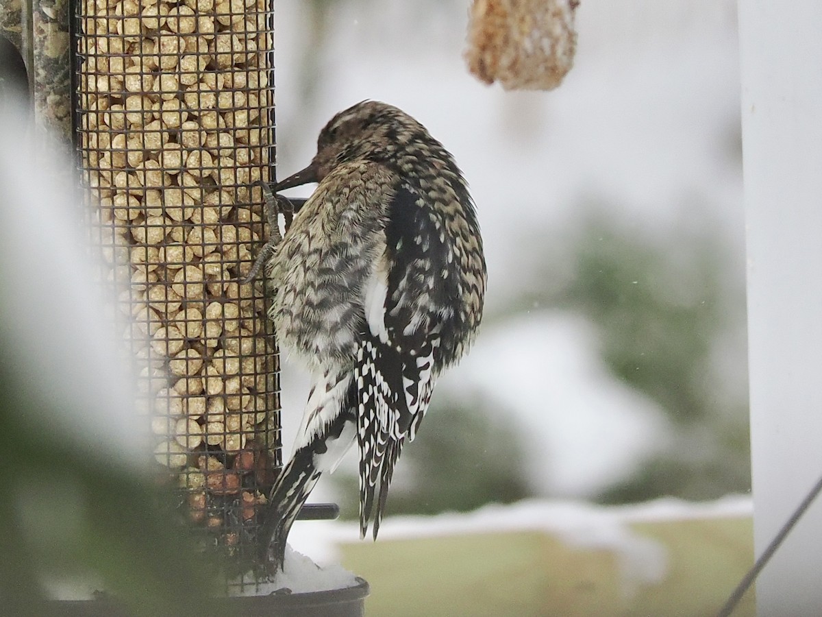 Yellow-bellied Sapsucker - ML646852031