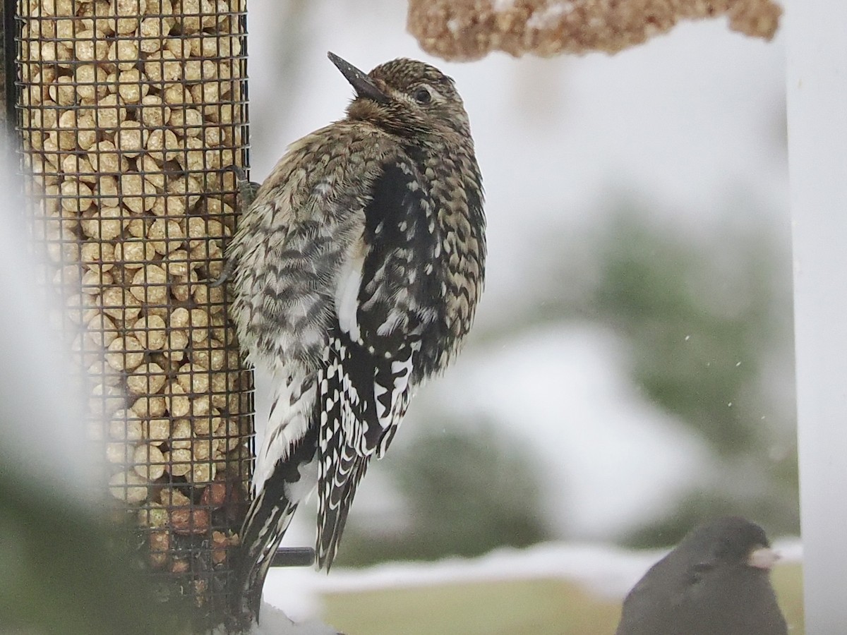 Yellow-bellied Sapsucker - ML646852032