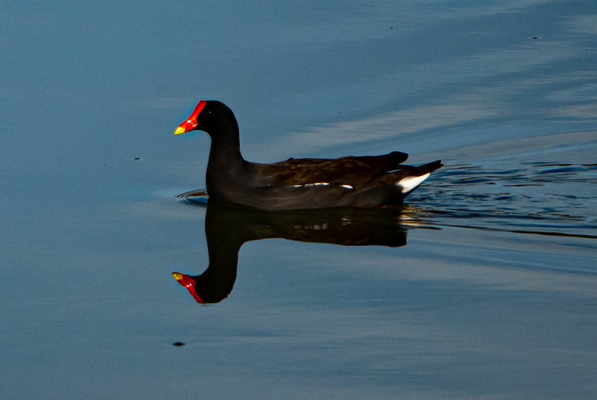 Common Gallinule - ML646852033