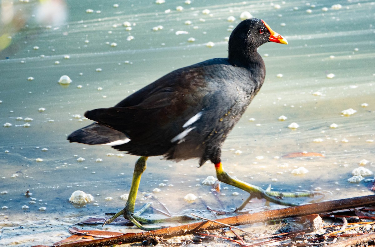 Common Gallinule - ML646852034