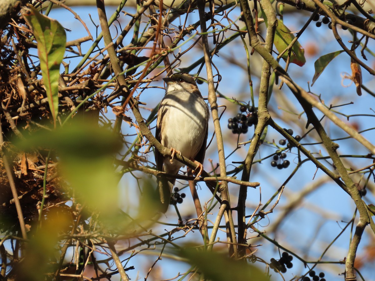 White-throated Sparrow - ML646852035