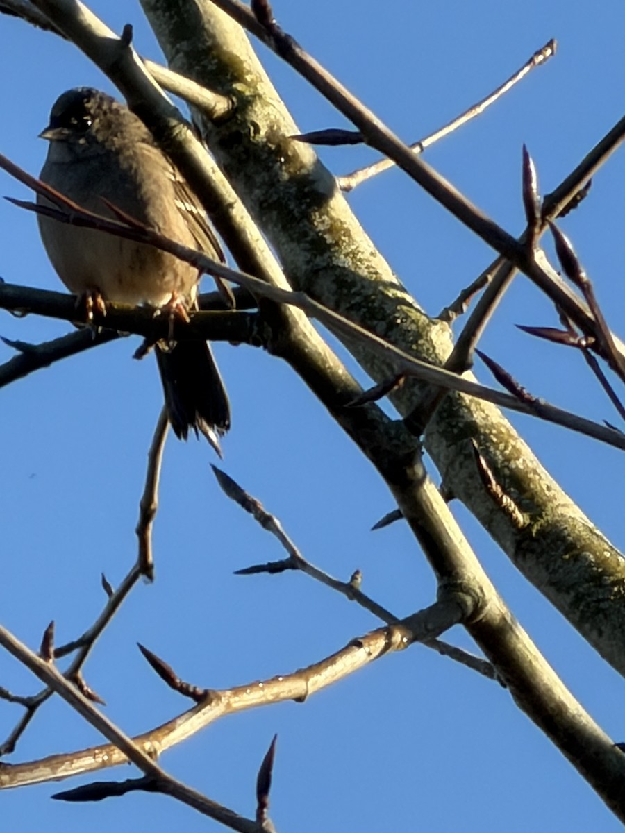 Chingolo Coronidorado - ML646852036