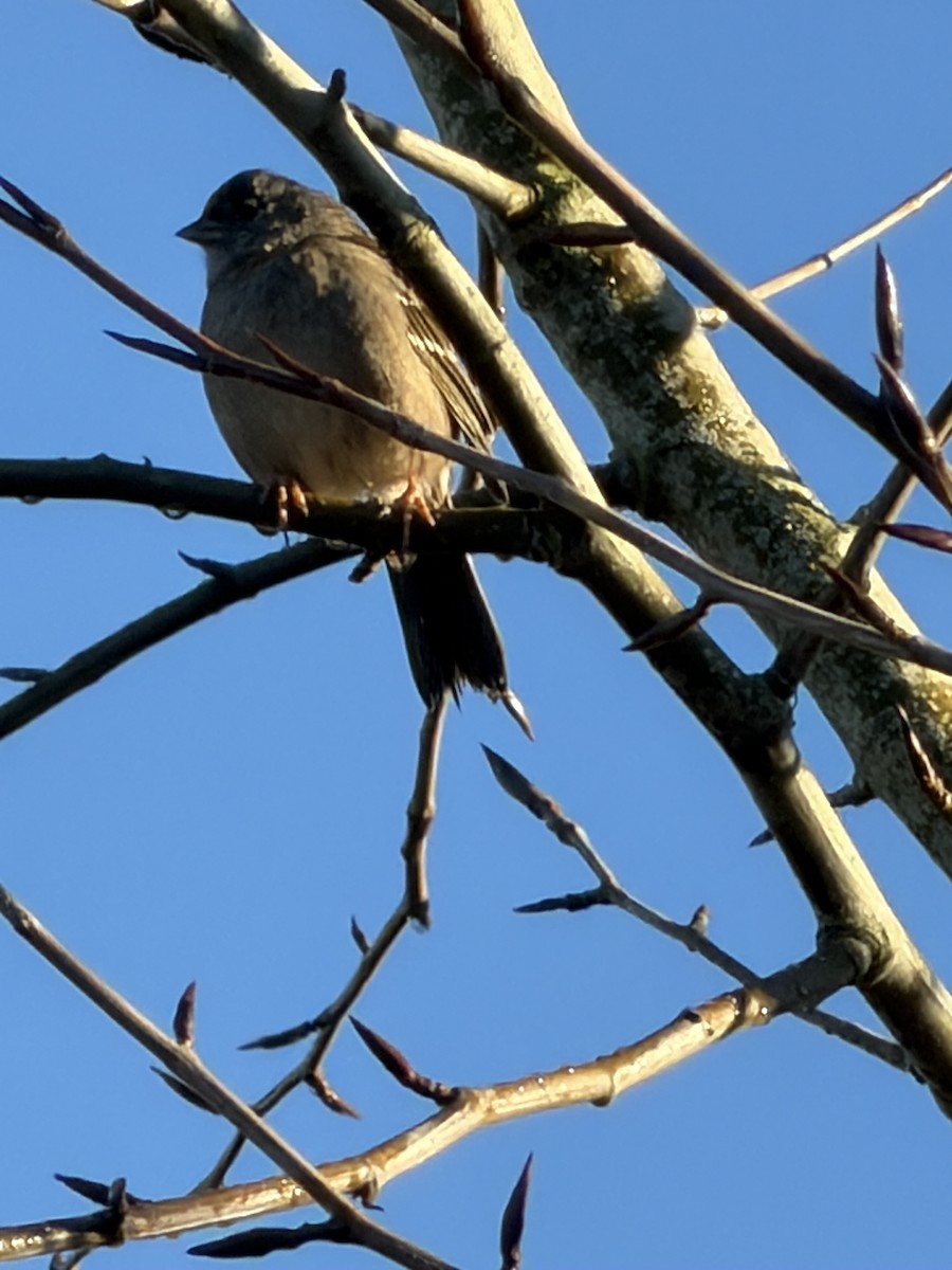 Chingolo Coronidorado - ML646852039