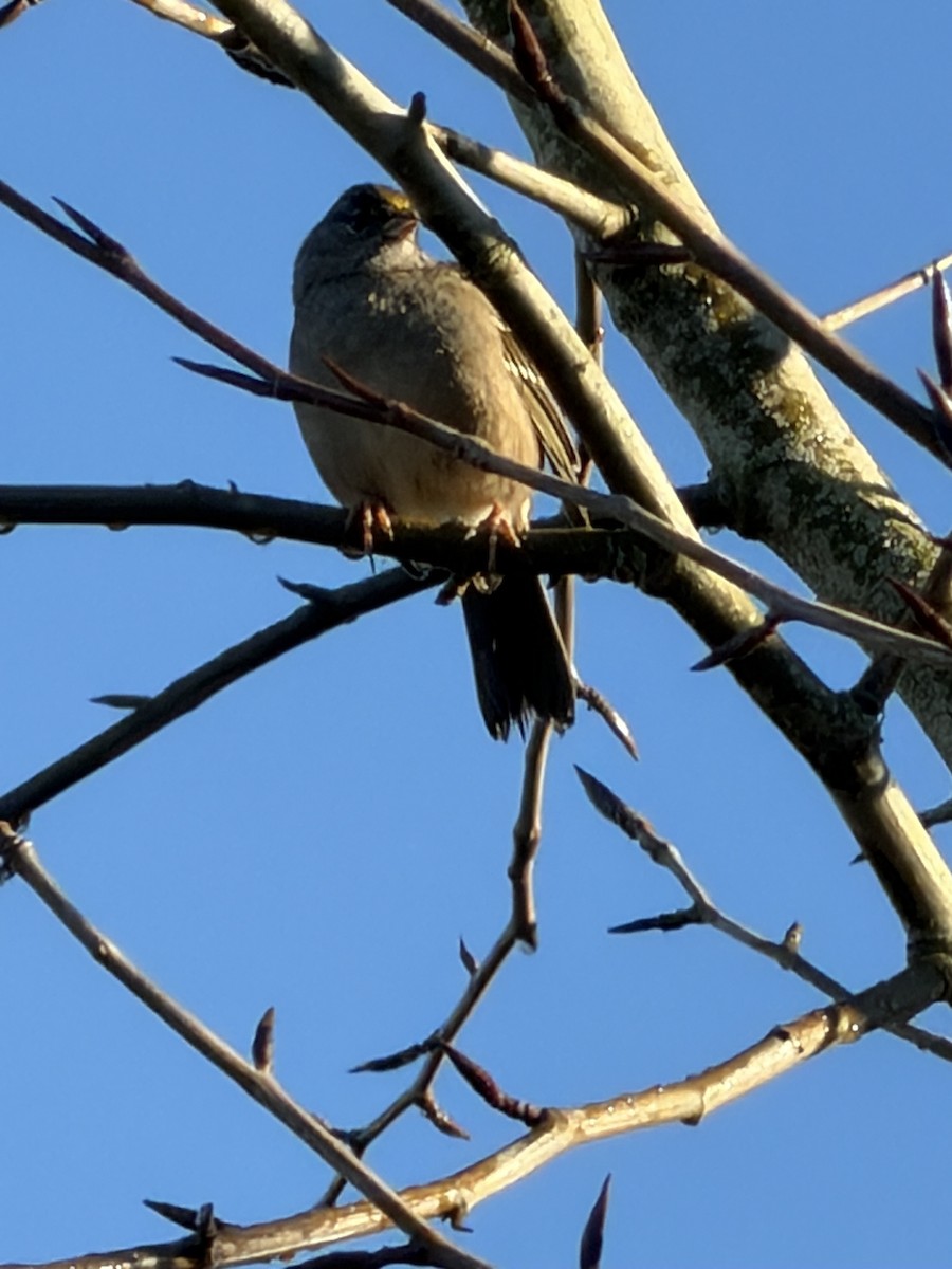 Chingolo Coronidorado - ML646852040