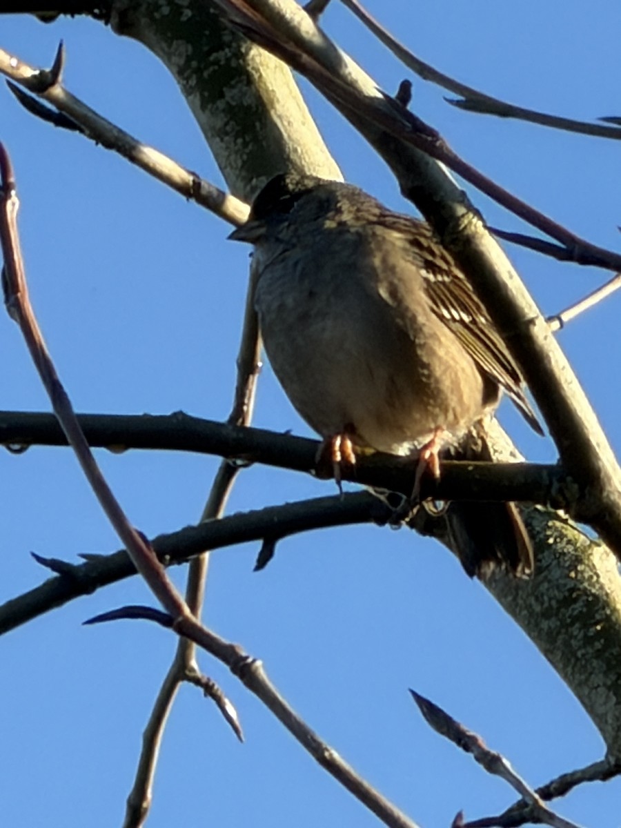 Chingolo Coronidorado - ML646852041