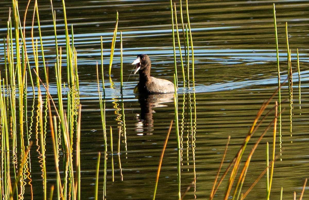 American Coot - ML646852044
