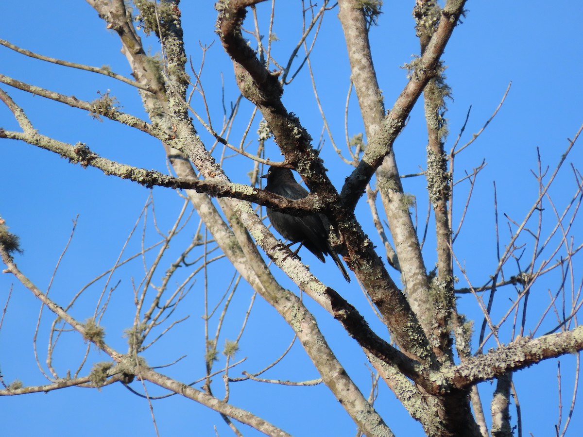 Rusty Blackbird - ML646852045