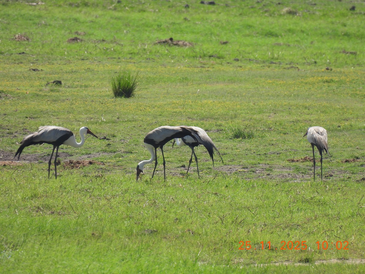 Wattled Crane - ML646852068