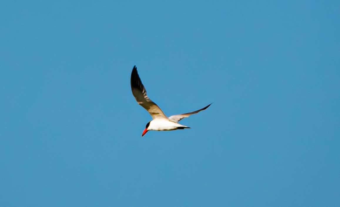 Морин хараалай - ML646852069