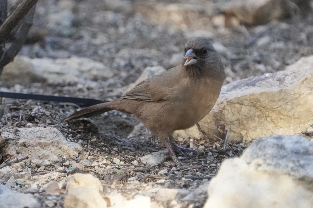 メグロトウヒチョウ - ML646852070
