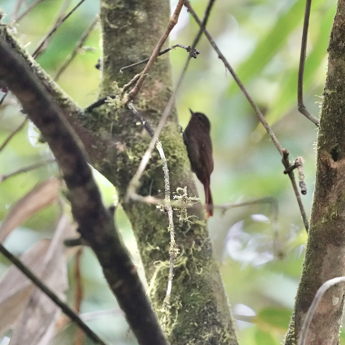 Wedge-billed Woodcreeper - ML646852072