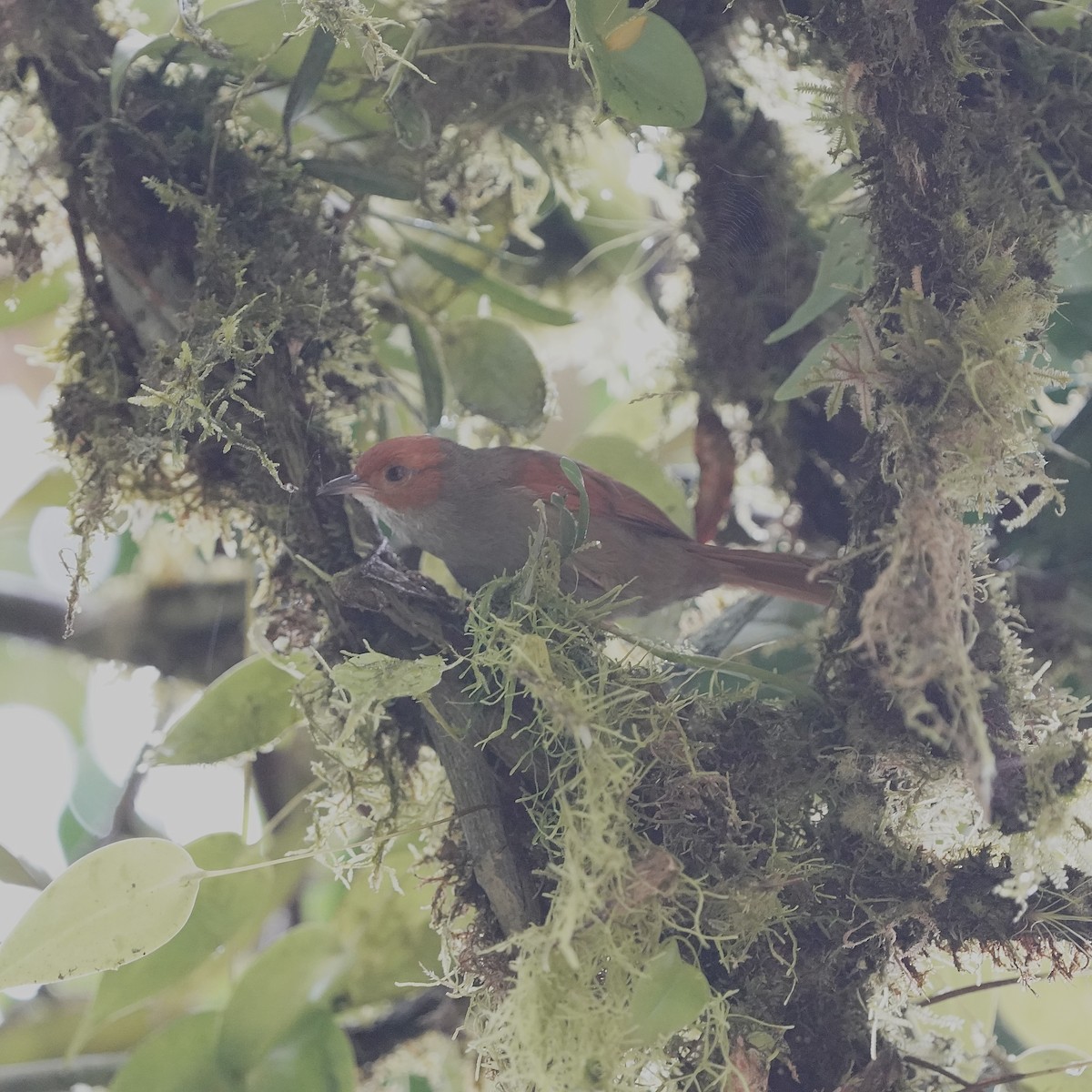 Red-faced Spinetail - ML646852076