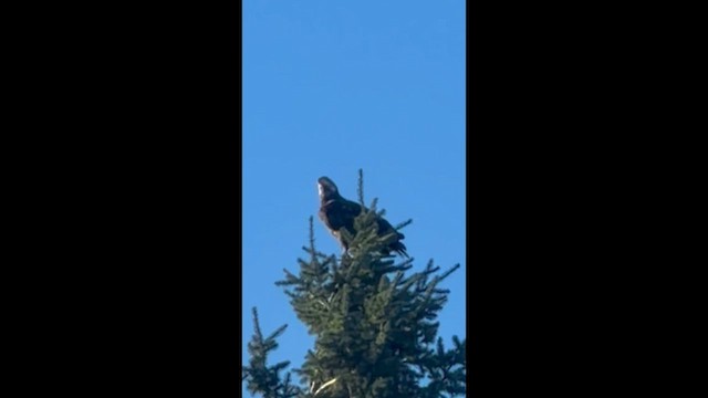 Белоголовый орлан - ML646852085