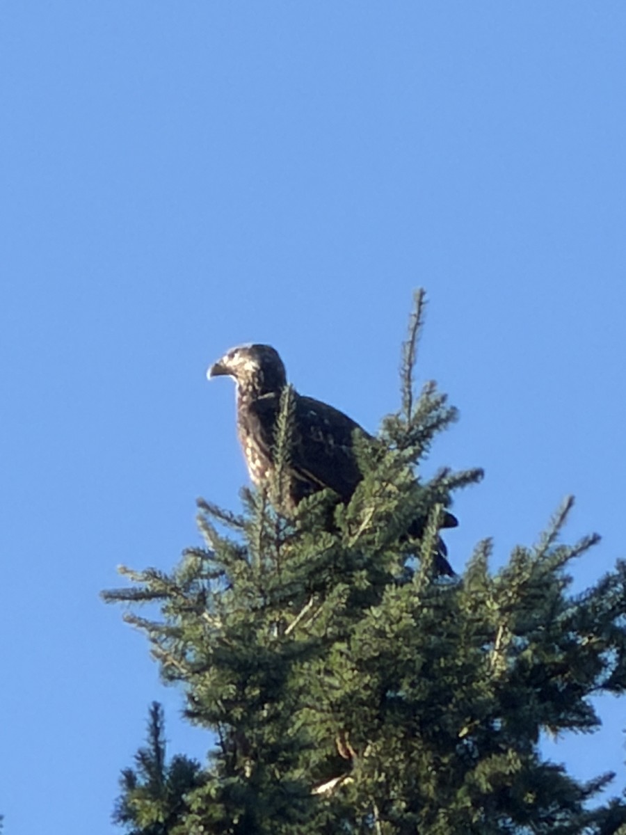 Bald Eagle - ML646852086