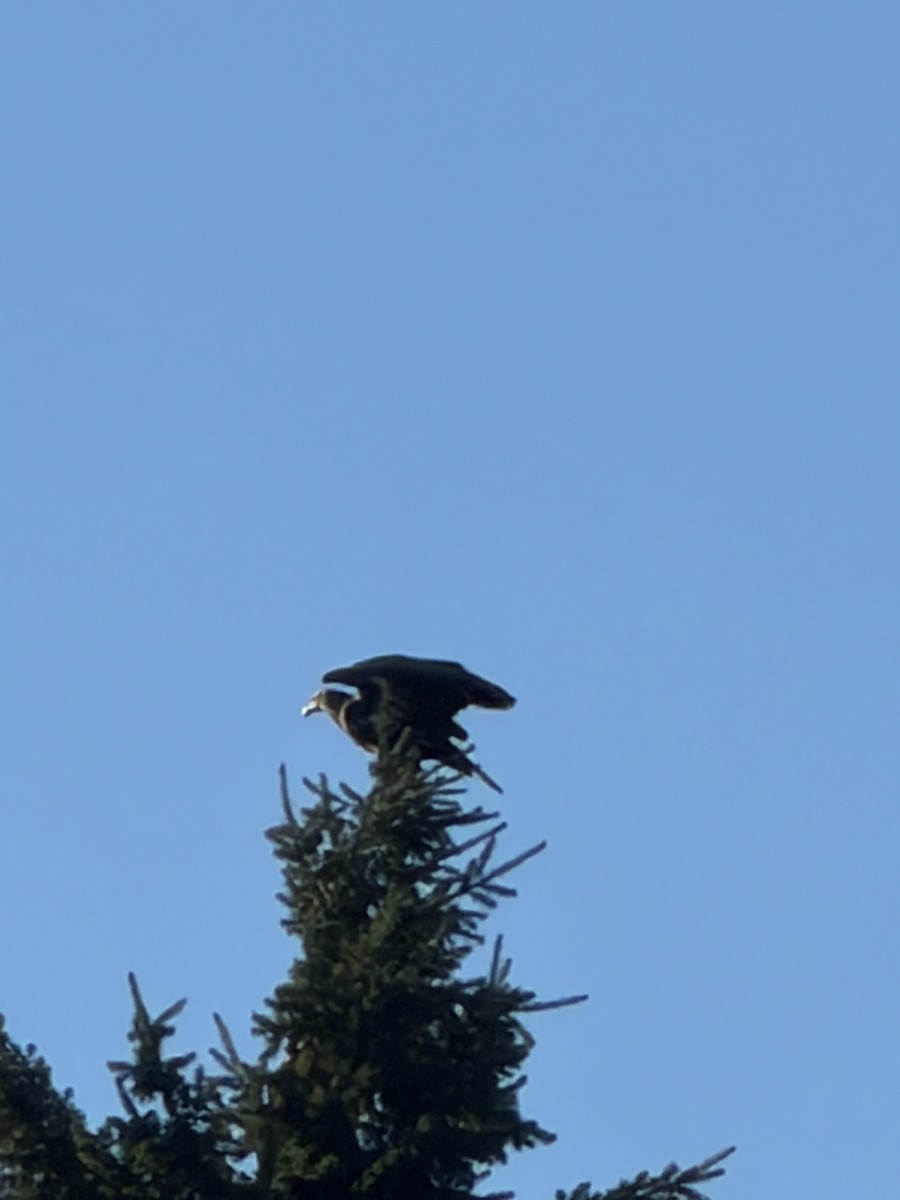 Bald Eagle - ML646852087