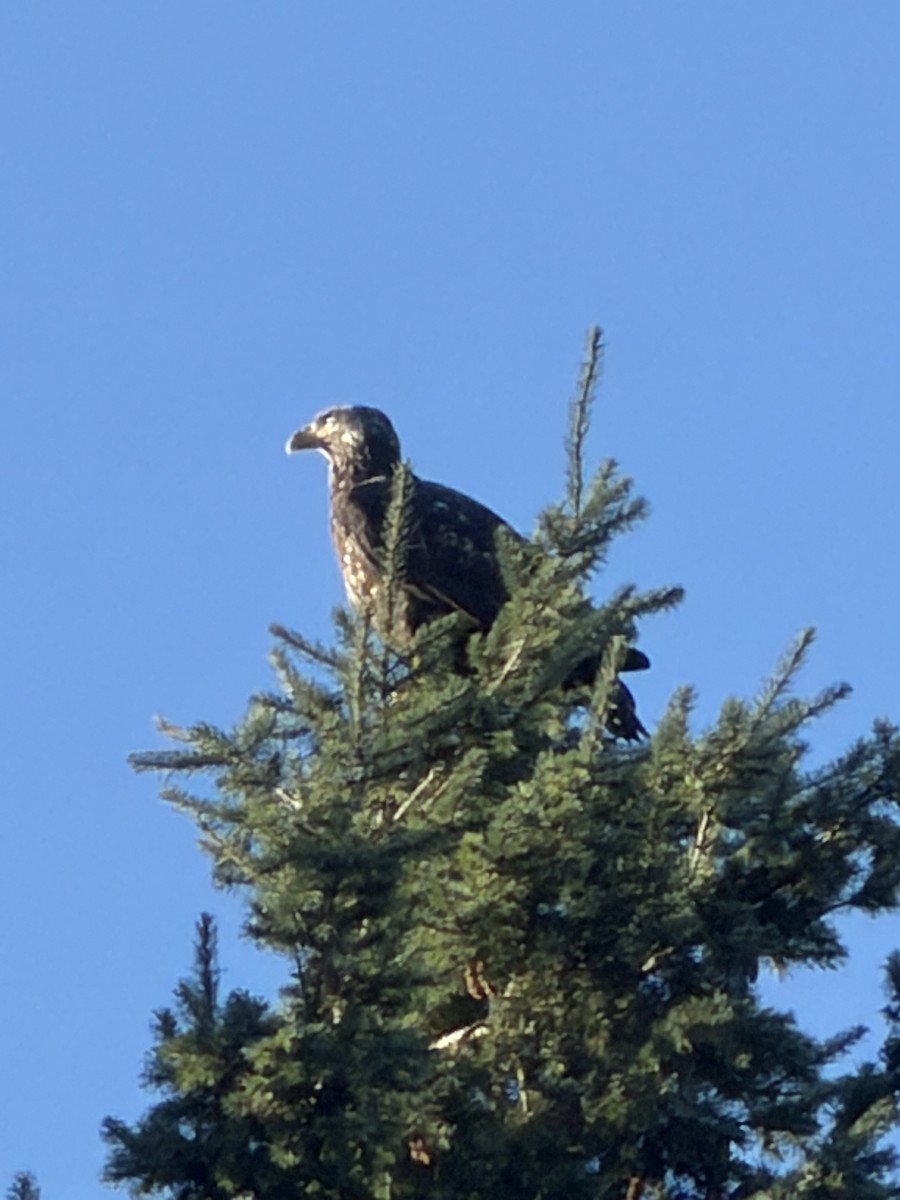 Bald Eagle - ML646852088