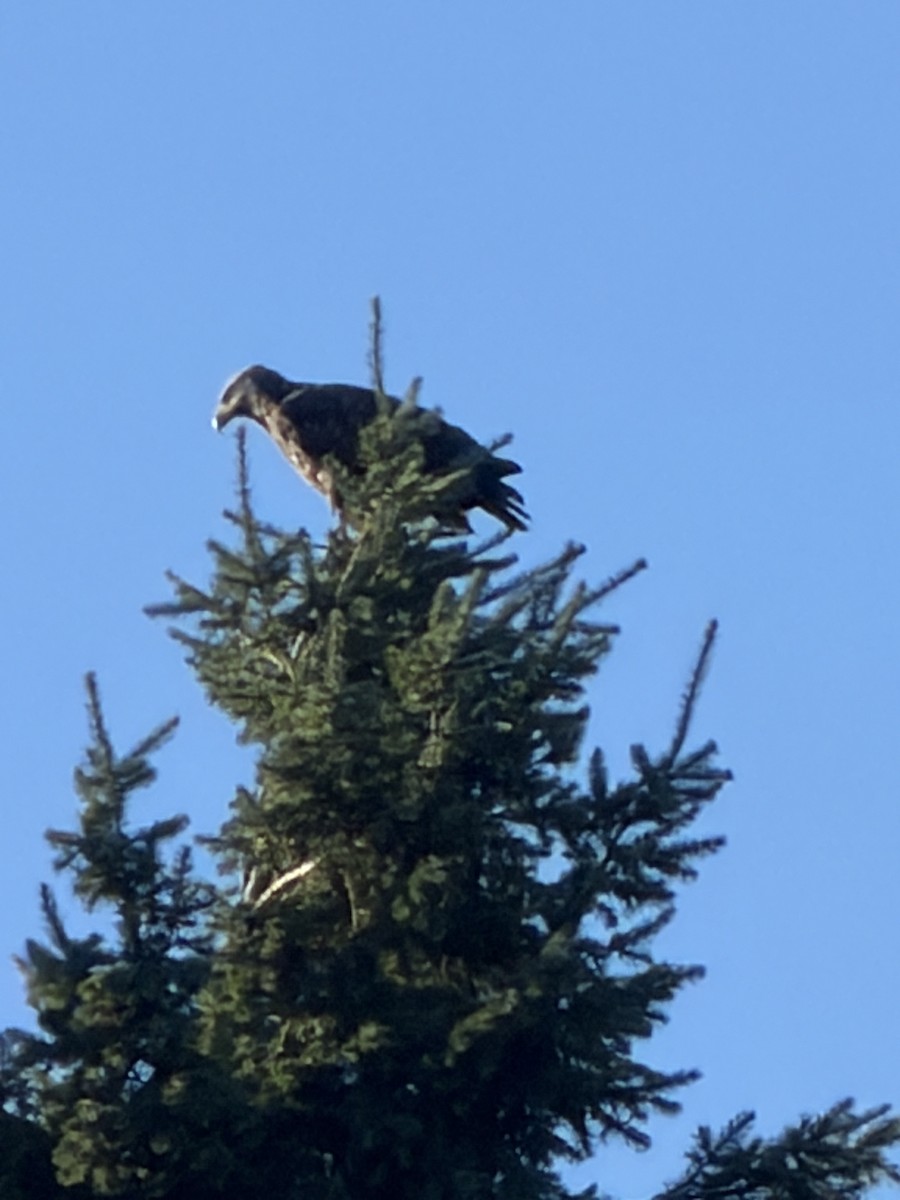 Bald Eagle - ML646852089