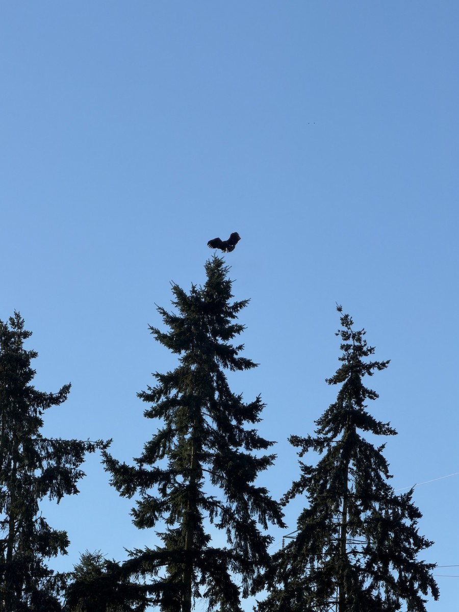 Bald Eagle - ML646852090