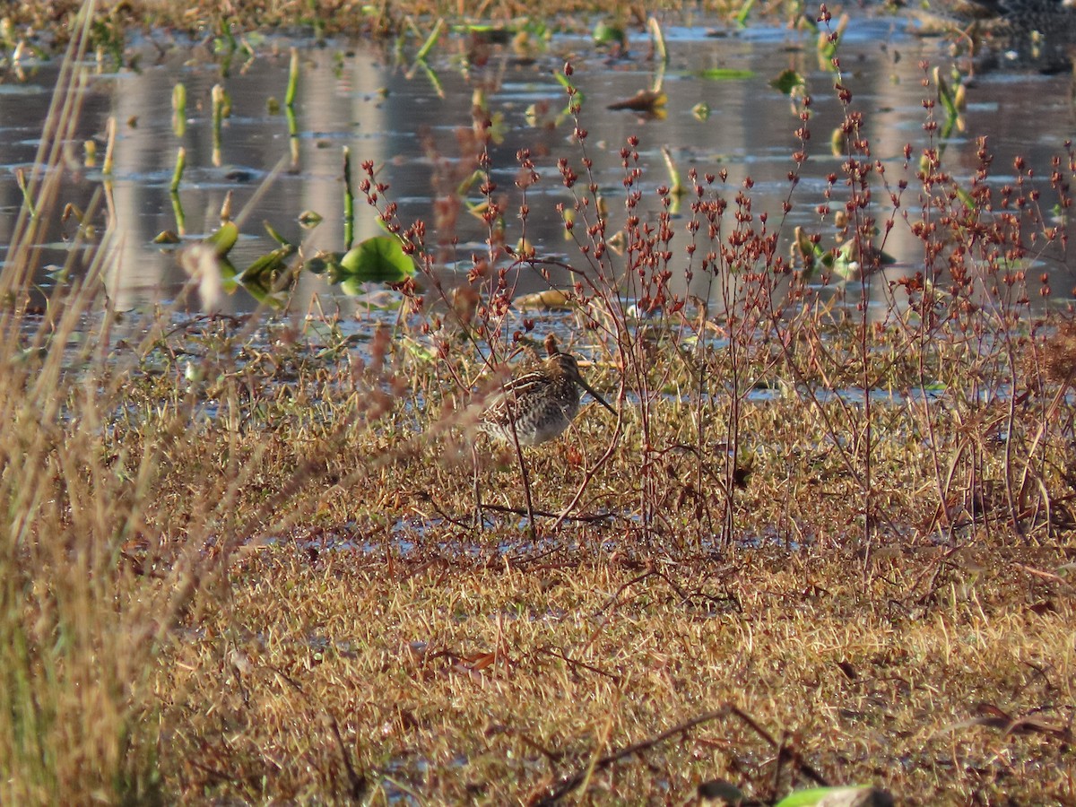 Wilson's Snipe - ML646852091