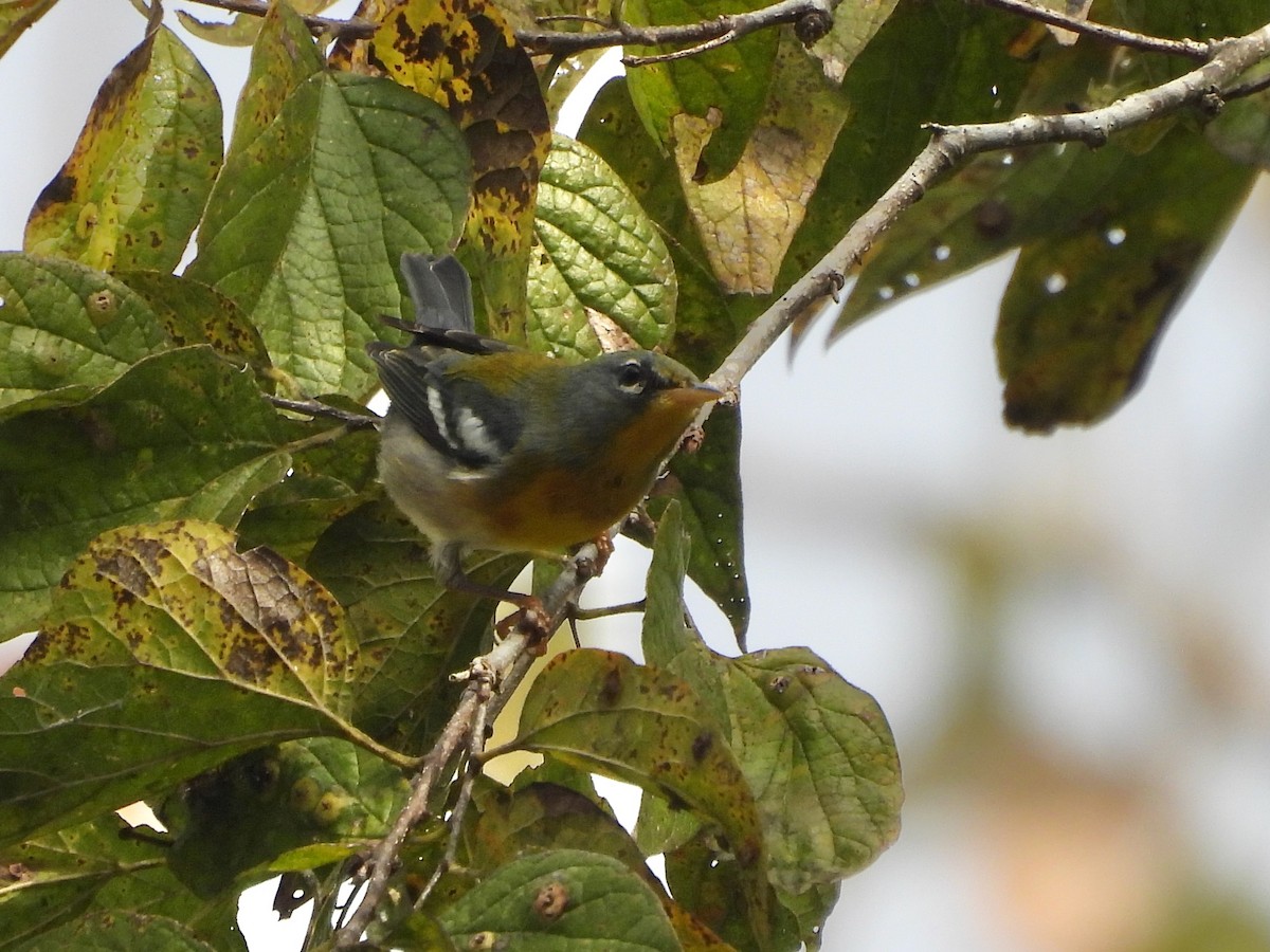 Northern Parula - ML646852092