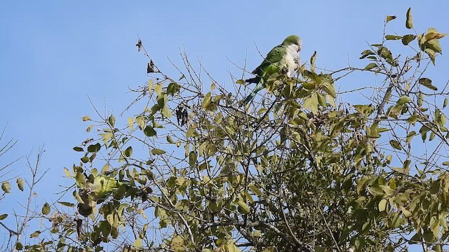 Попугай-монах - ML646852094