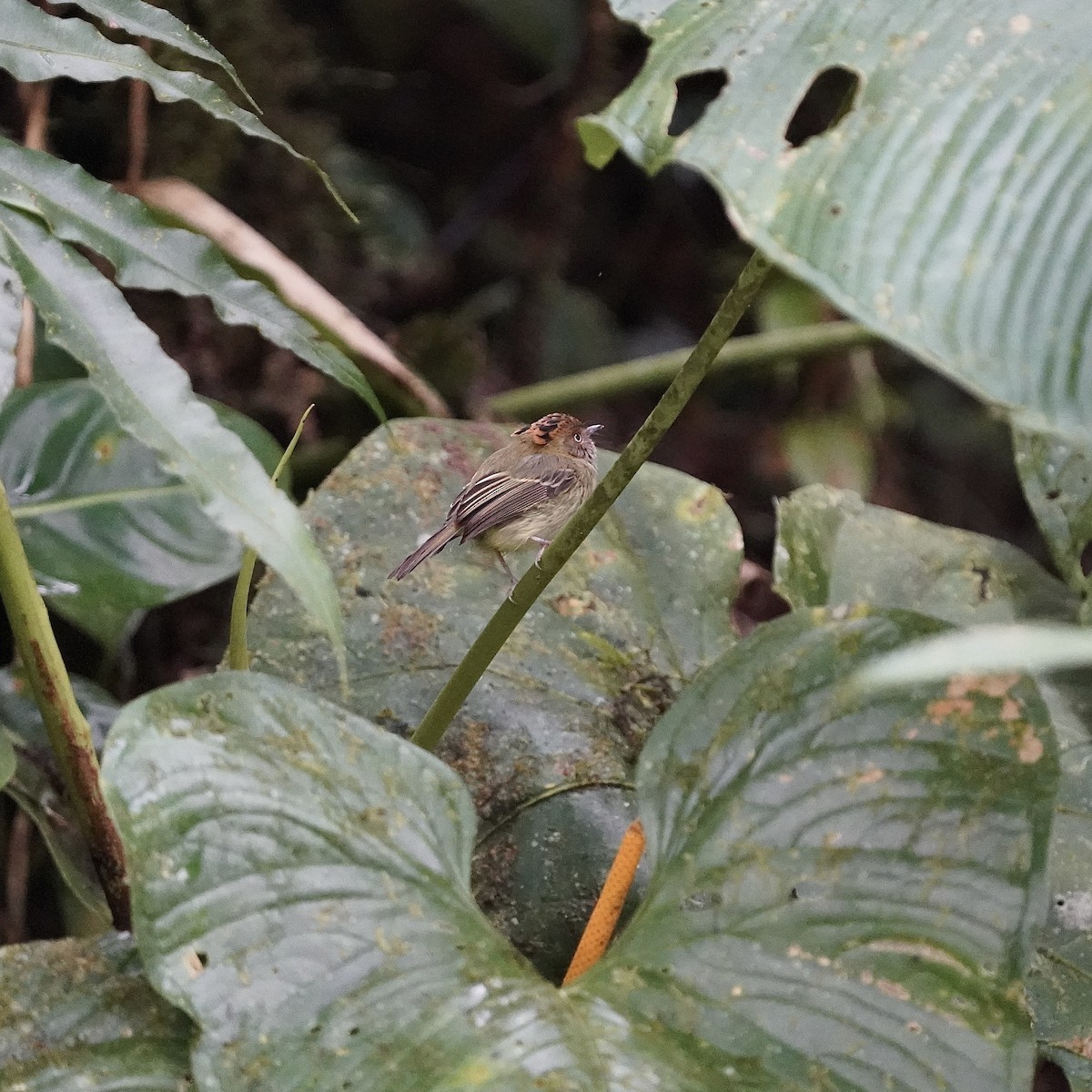 Scale-crested Pygmy-Tyrant - ML646852095