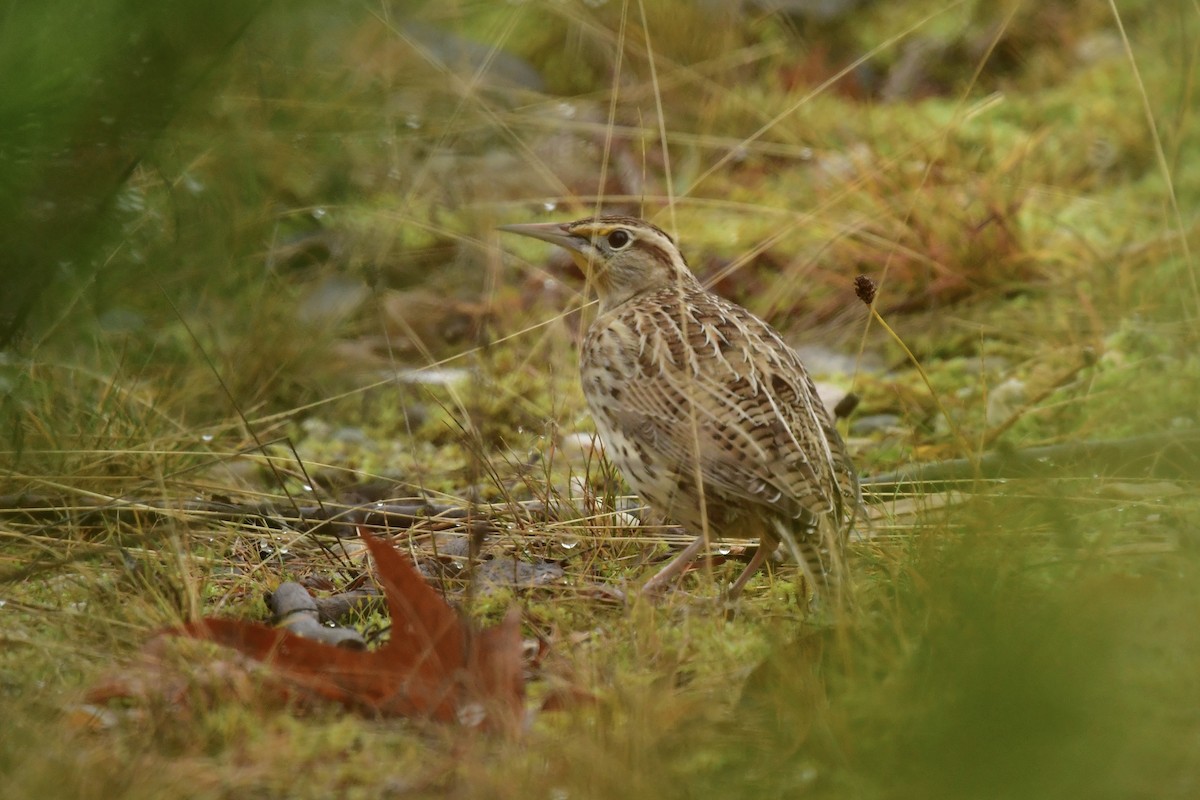 Western Meadowlark - ML646852096