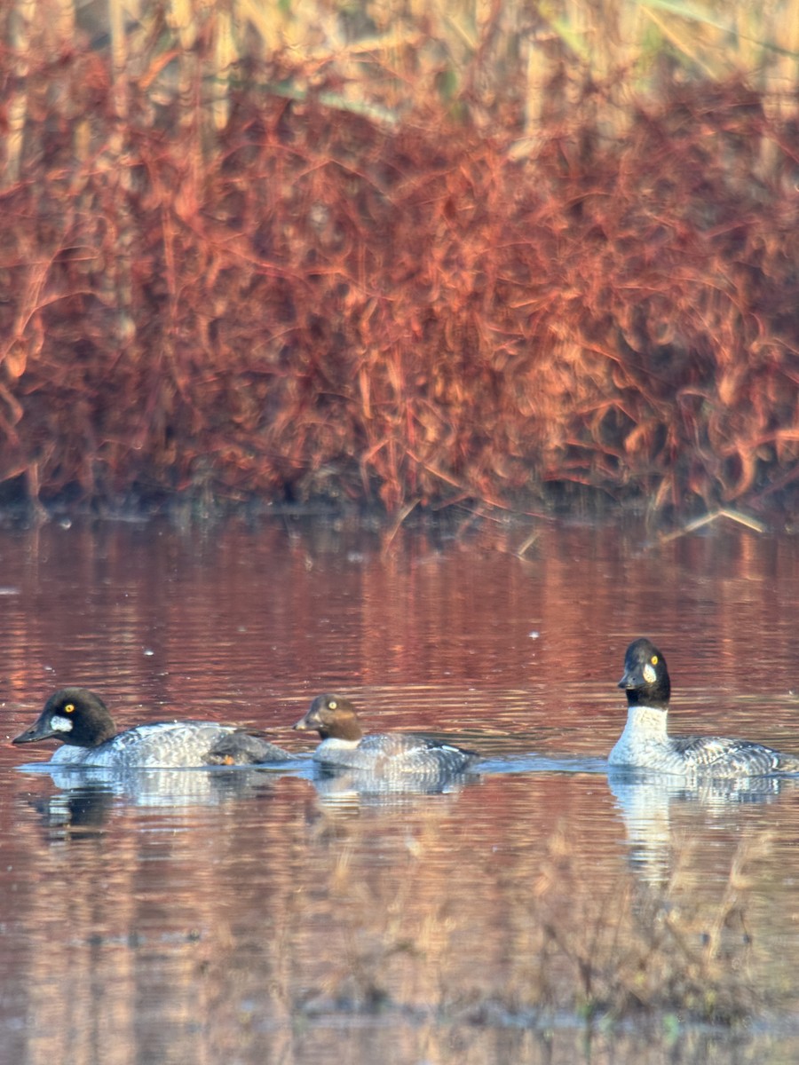 Common Goldeneye - ML646852100