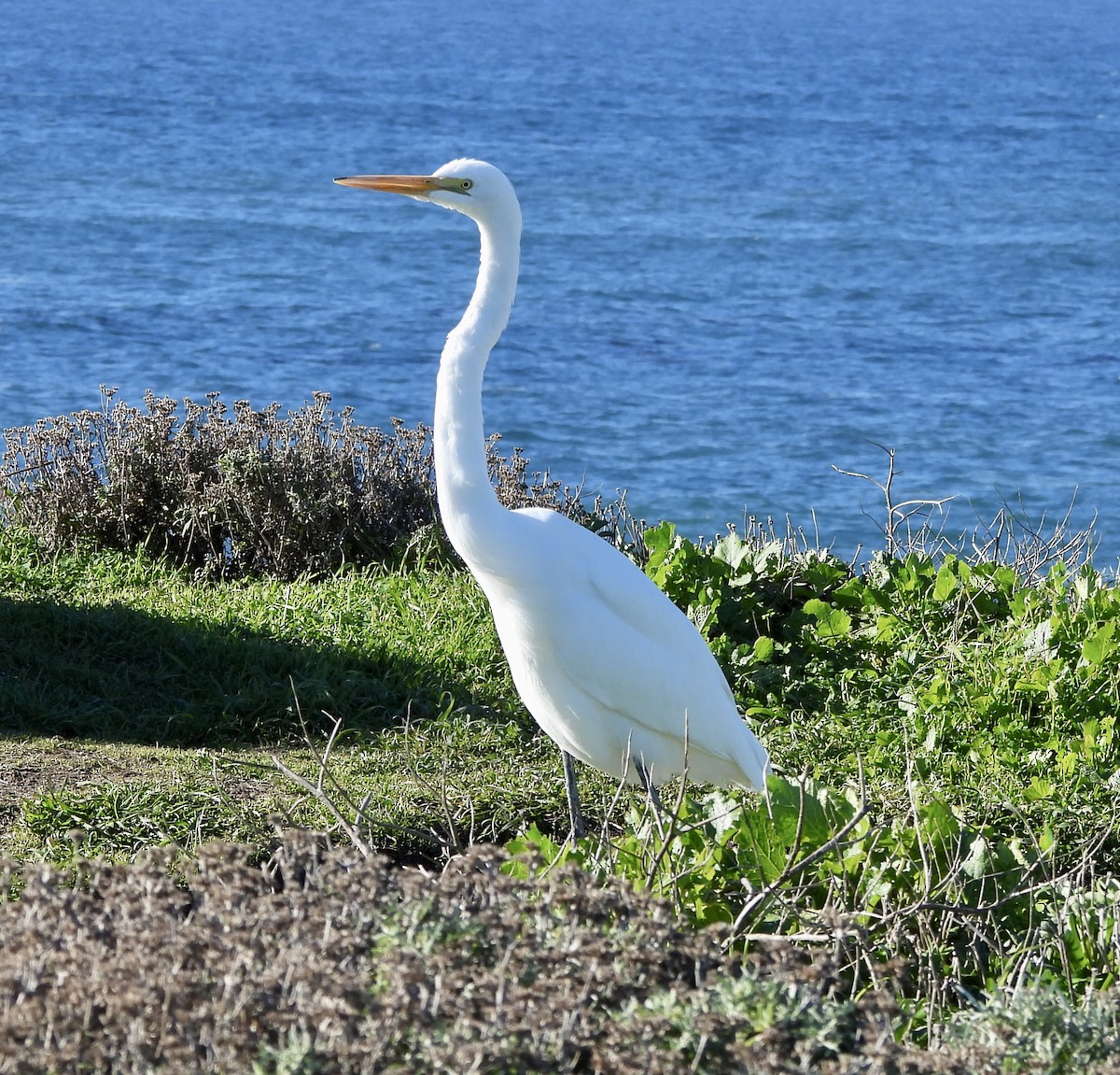 Great Egret - ML646852101