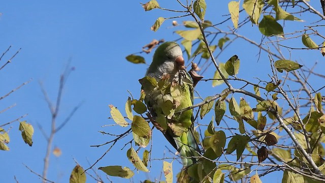 Попугай-монах - ML646852102