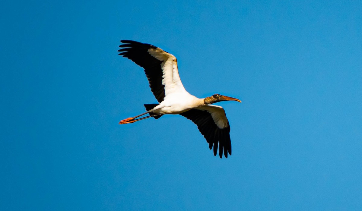 Wood Stork - ML646852104