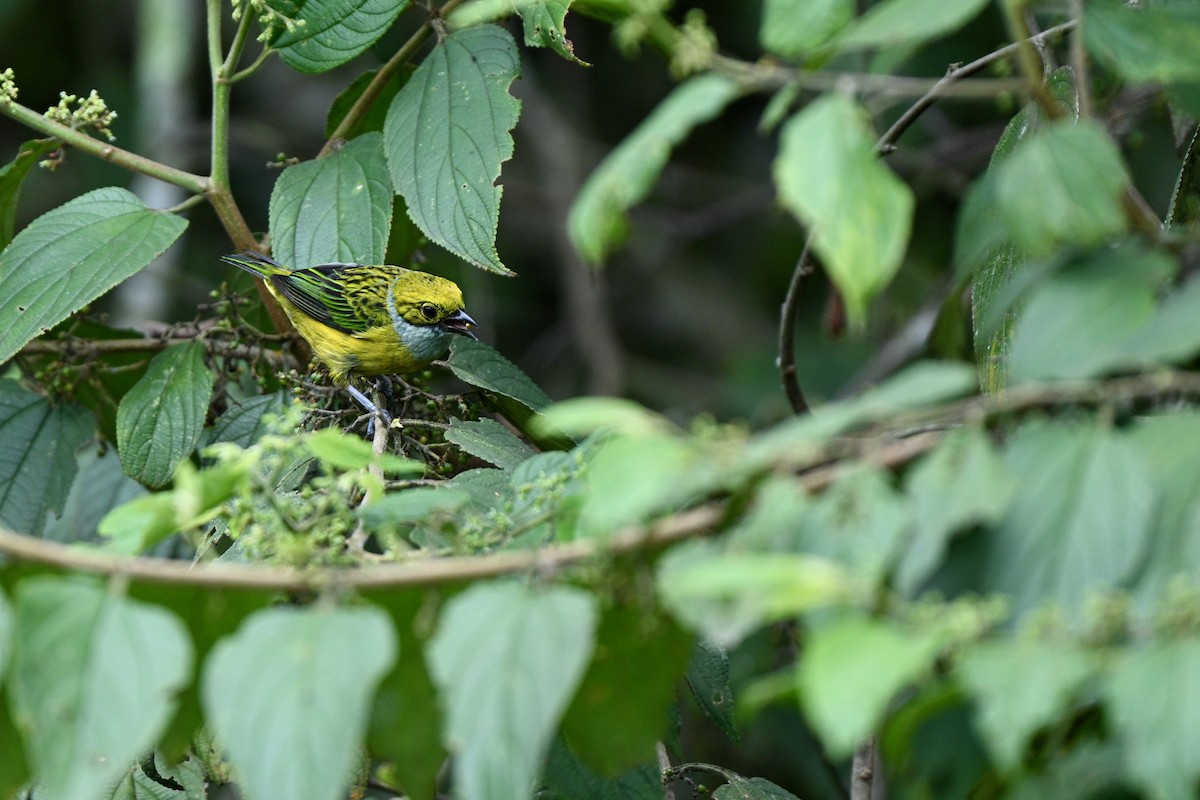 Silver-throated Tanager - ML646852106