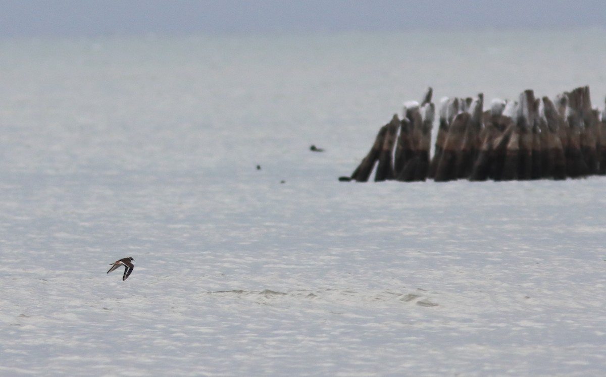 Killdeer - ML646852108