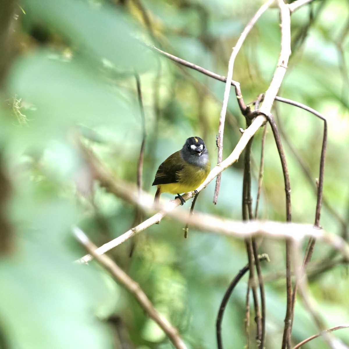 Ornate Flycatcher - ML646852109