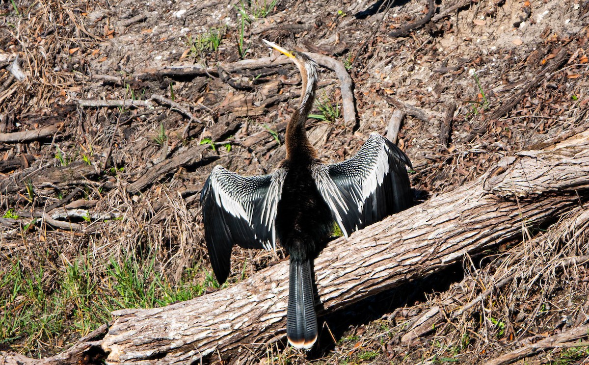 Anhinga - ML646852112