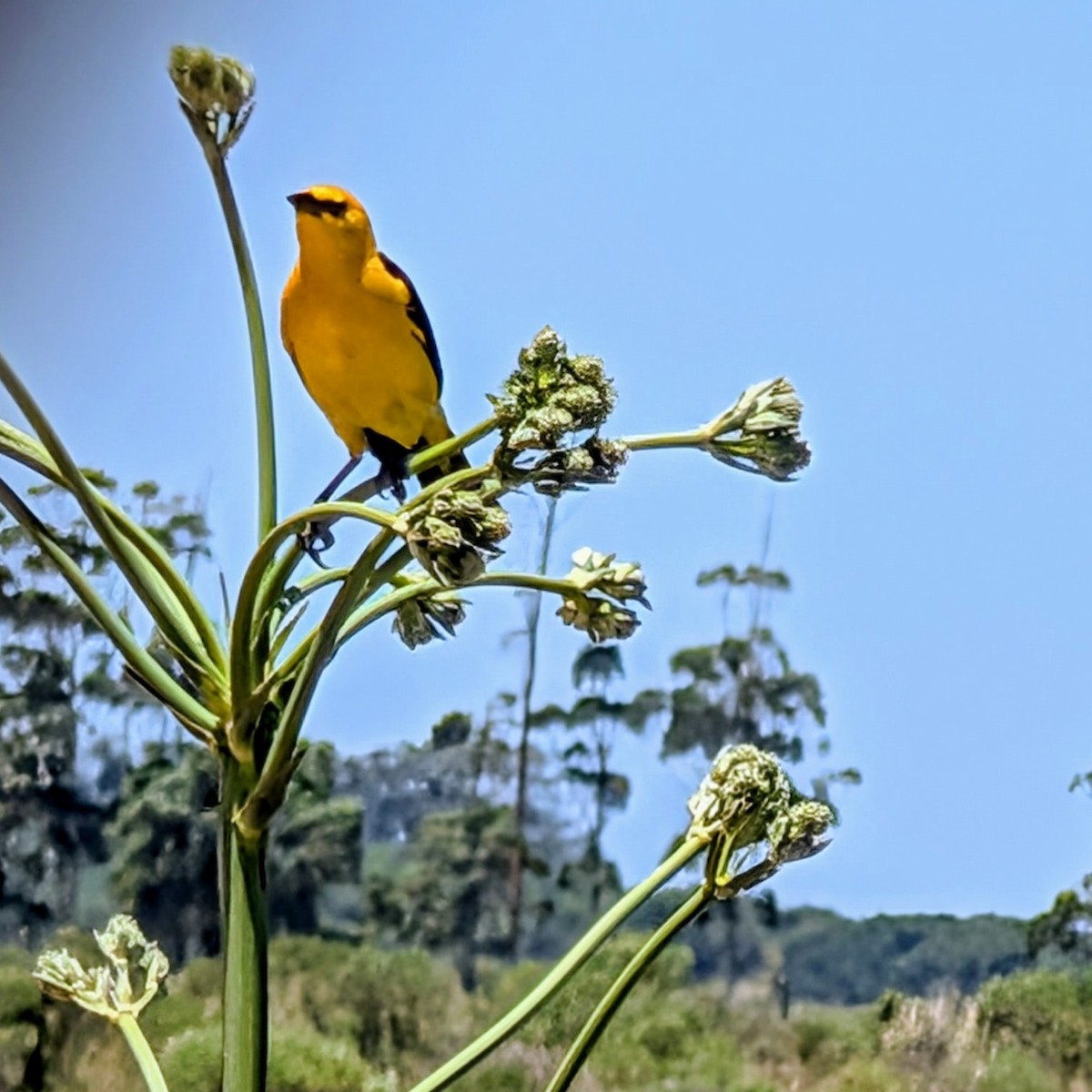 Tordo Amarillo - ML646852115