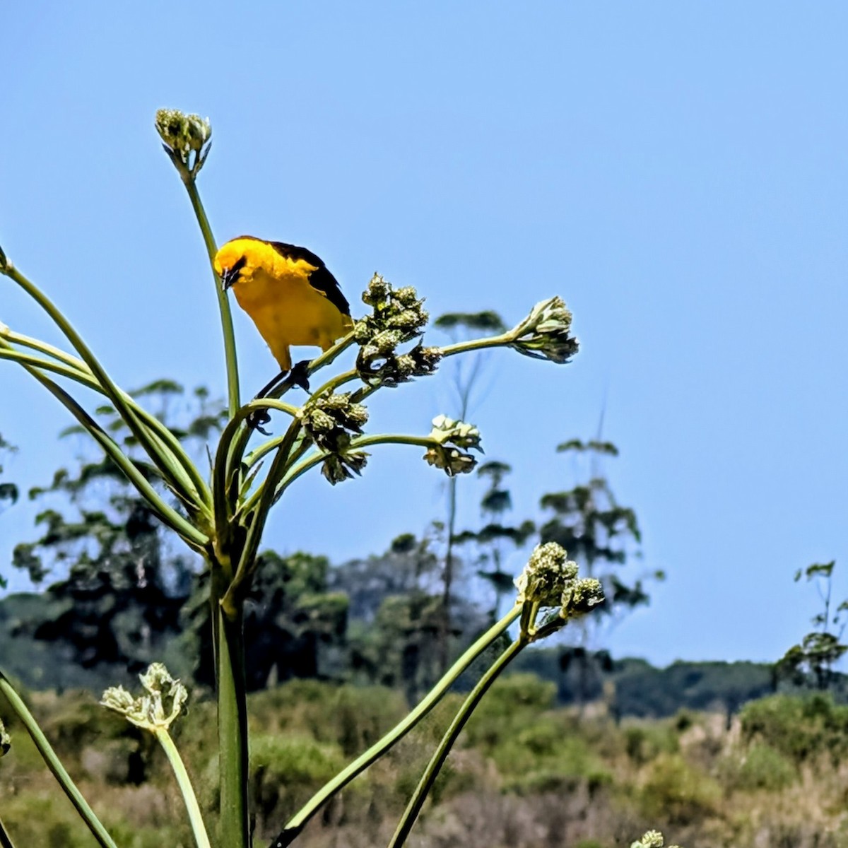 Tordo Amarillo - ML646852116