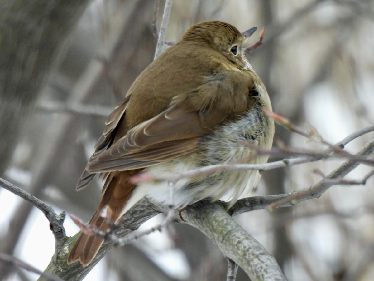 Hermit Thrush - ML646852117