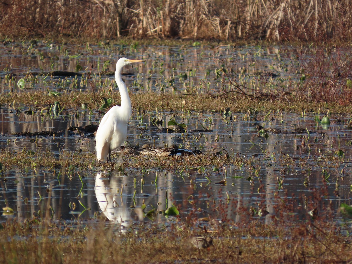 Airone bianco maggiore - ML646852121