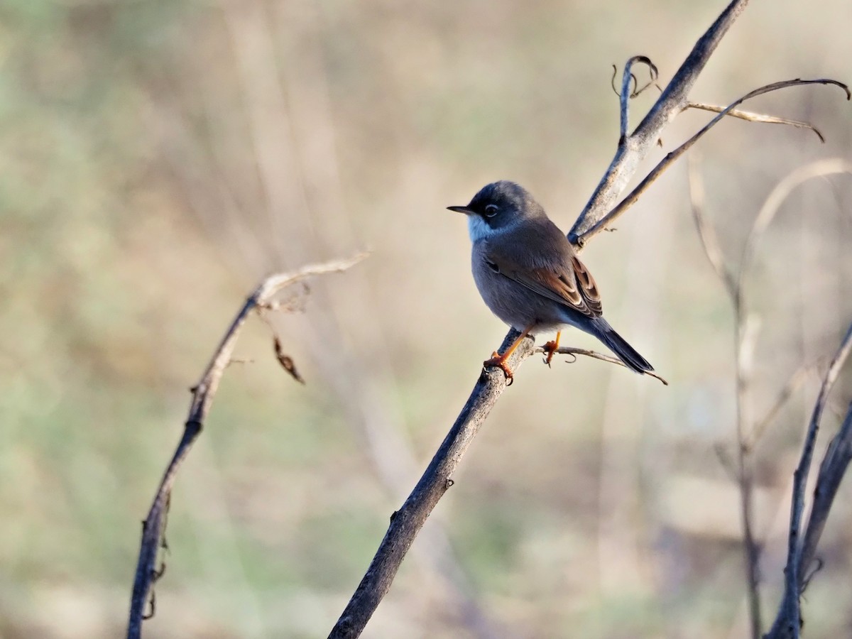 סבכי ערבות - ML646852122
