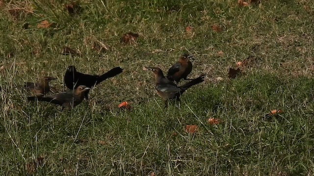 Большехвостый гракл - ML646852125