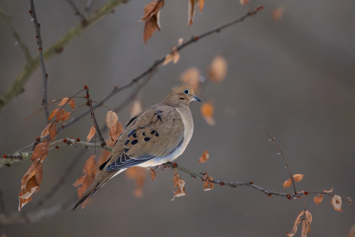 ナゲキバト - ML646852127