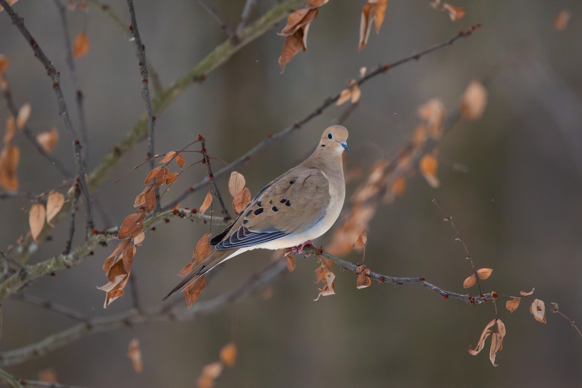 ナゲキバト - ML646852128