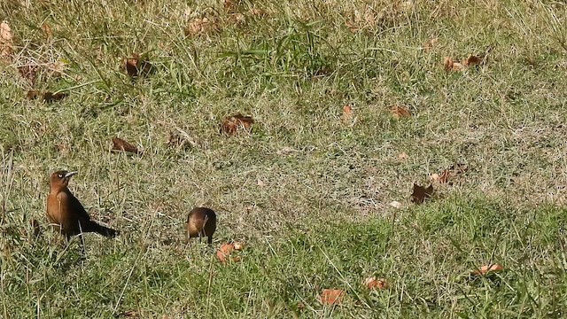 Большехвостый гракл - ML646852130