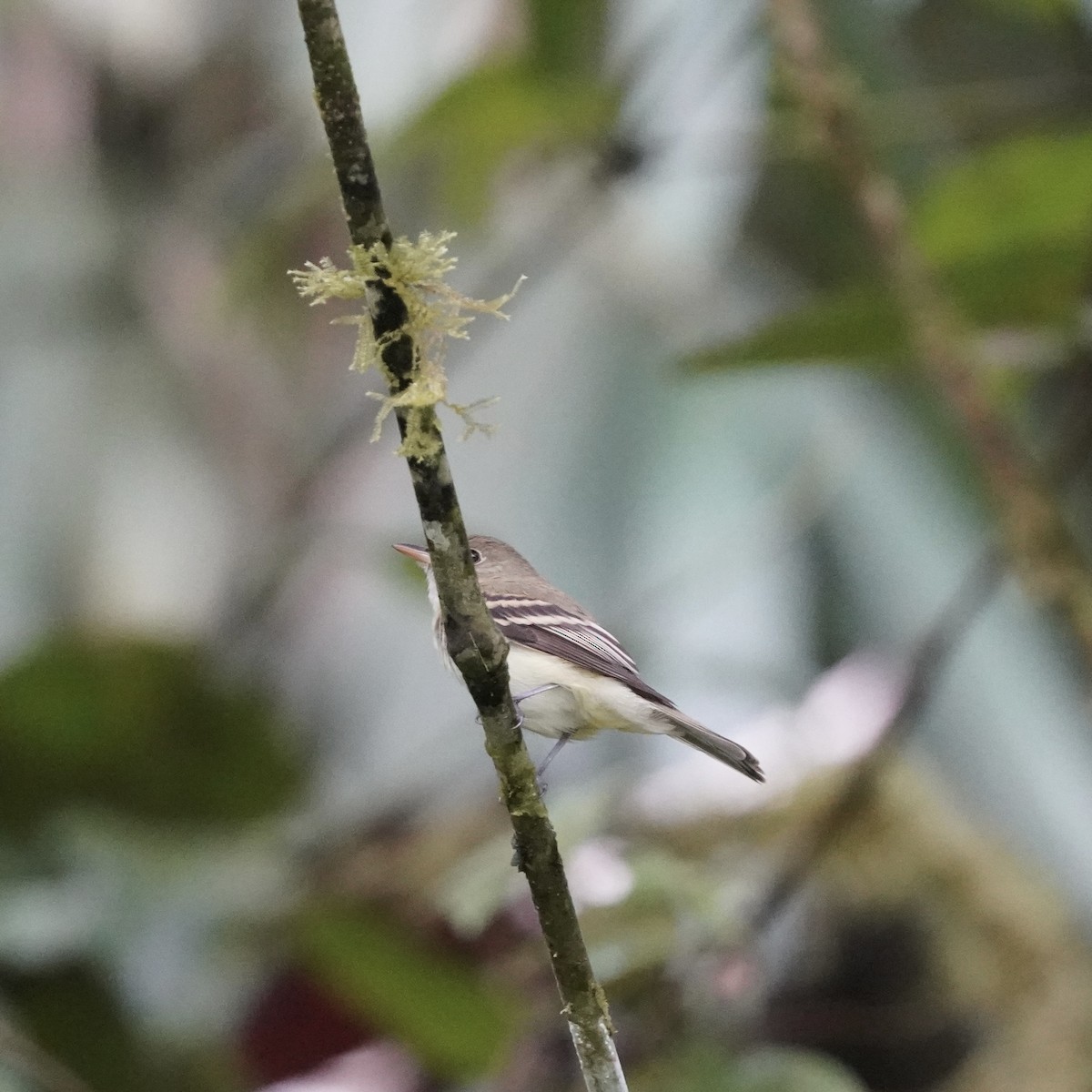 Acadian Flycatcher - ML646852131