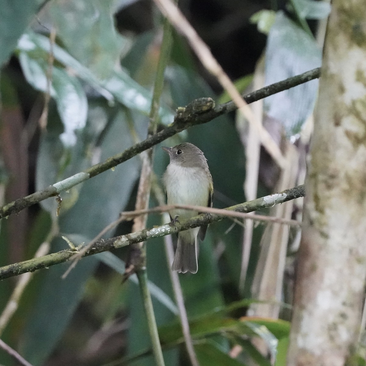 Acadian Flycatcher - ML646852132