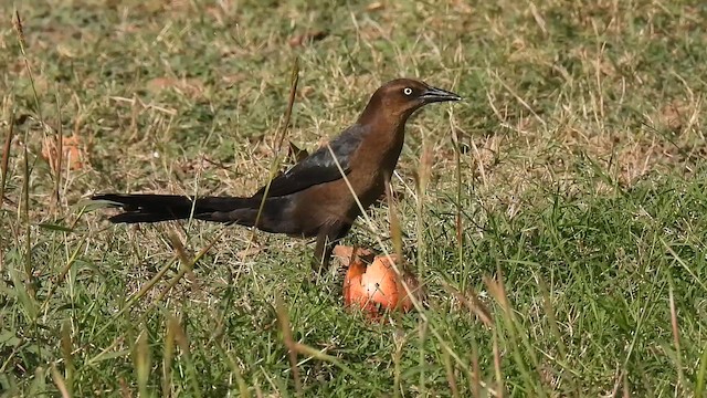 Большехвостый гракл - ML646852133