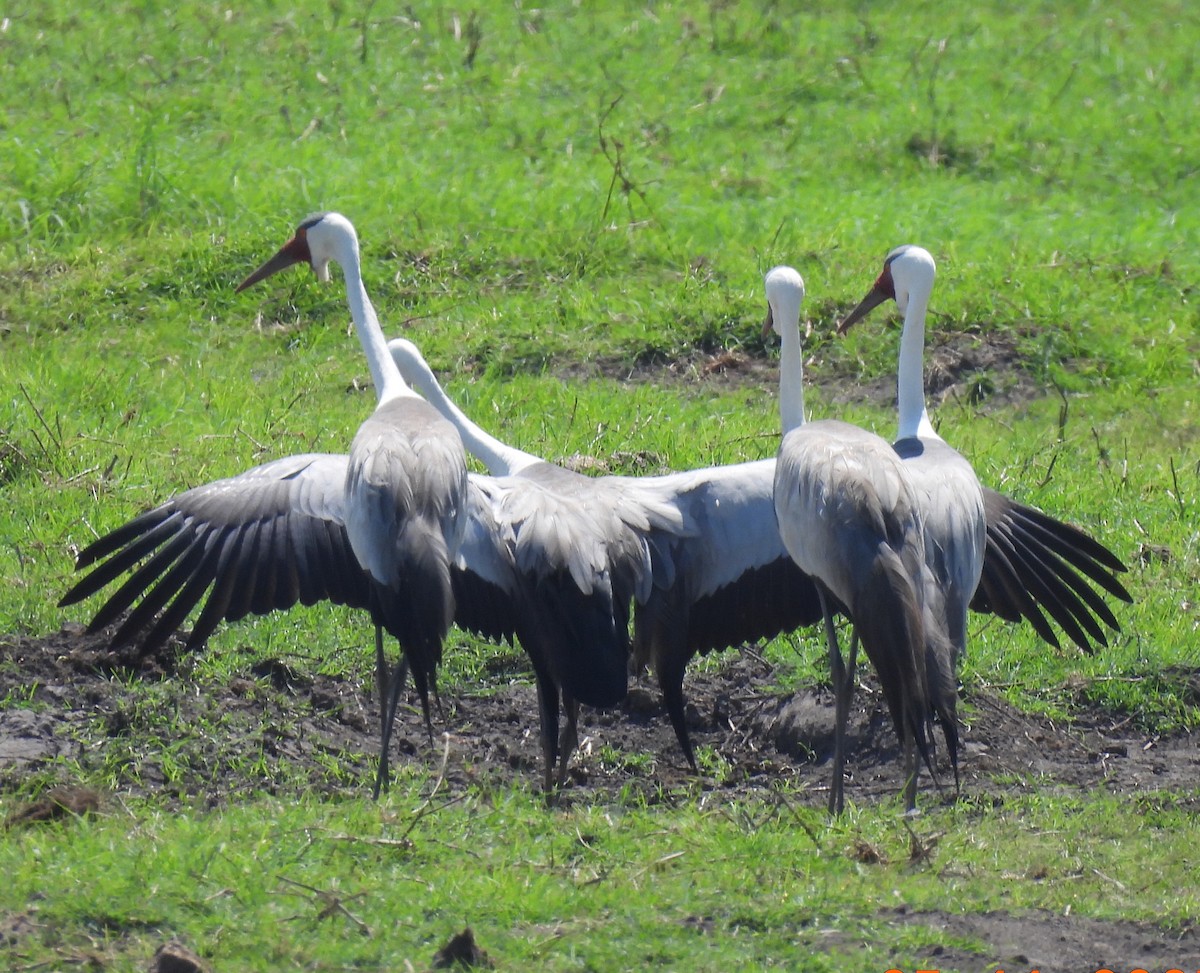 Wattled Crane - ML646852134