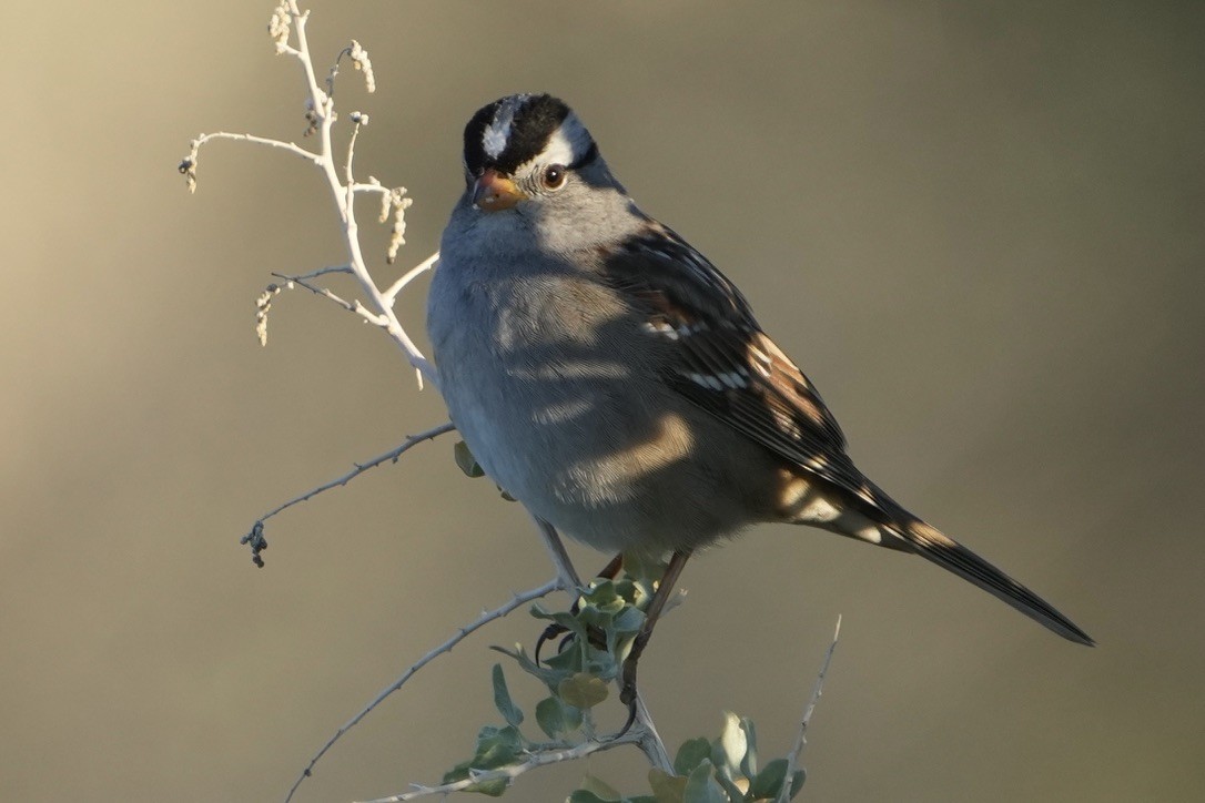 Porsuk Serçesi - ML646852135